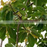 Madhuca Longifolia thumbnail-2