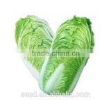 Vegetable Seeds Chinese Cabbage Seeds SXD No.4