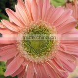 Rich kinds of China export gerbera for quality guarantee for decoration