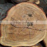 HIGH GRADE WILD HARVEST Sandalwood Log thumbnail-1