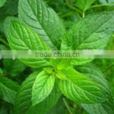 100% Natural Peppermint Oil | Pure Peppermint Oil For Export