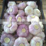 Hot Sale Egyptian Fresh Garlic (Red, White) for Export thumbnail-3