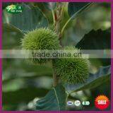 2015 New Crop Bulk Fresh Chestnut Chinese Bulk Nuts with Different Size