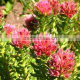 China Cheap Pure Natural Hot Seller Rhodiola Rosea Extract 10:1 With Good Service thumbnail-4