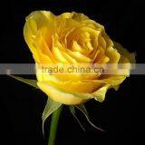 Grade A Fresh Rose Flowers Fresh-cut Roses thumbnail-6