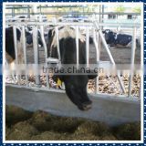 Livestock Equipment Hot Dip Galvanized Cow Cattle Headlocks