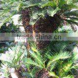 Cycas Revoluta Multi-heads Potted and Rooted thumbnail-5