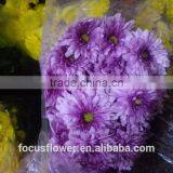 Fresh Cut Flower Chrysanthemum Grade A With Multi Colors From Kunming thumbnail-2