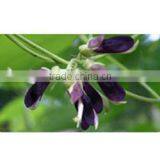 Mucuna Extract thumbnail-2