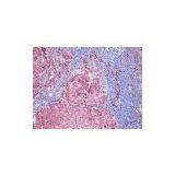 1.4MP USB2.0 CCD Digital Microscope Camera thumbnail-2