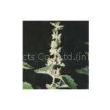 Patchouli Oil thumbnail-1