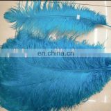 hot selling!!! Chrismas for sale 55-60cm ostrich feather from south Africa