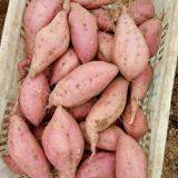 300g-450g Fresh Sweet Potato thumbnail-2
