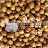 New Crop Hazelnut Nut thumbnail-1