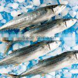 Frozen Fish (spanish Mackerel Big) BQF thumbnail-2