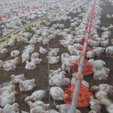 Cheap Hign Quality Design Prefabricated Light Steel Metal Structure Barn Warehouse Shed Buildings thumbnail-5