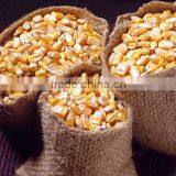 Selling Feed Corn Cheap Price thumbnail-3