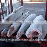 SEAFROZEN BLACK MARLIN DWT thumbnail-1