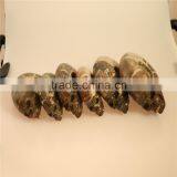 Best Selling Amazing Beautiful Natural Pretty Ammonites Skulls for Wholesale thumbnail-6