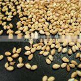 NATURAL SESAME SEED thumbnail-2