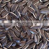 Chinese sunflower seeds 5009/0409/363