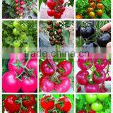 Tomato Seeds Red Tomato Seeds Pink Tomato Seeds thumbnail-1