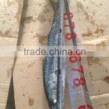 Sea Frozen Pacific Mackerel thumbnail-6