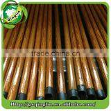 Eucalyptus Broomstick thumbnail-4