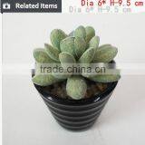 Cutest Succulent Plants Wholesale Mini Tropical Plants thumbnail-6