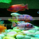 Malawi Cichlid Fish Farm For Sale and Export thumbnail-4