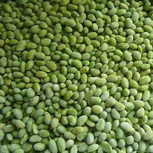 Frozen Soybean Kernels IQF thumbnail-4