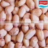 Good Peanut Kernels for Oil