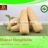 China Online Shopping With Certification Yellow Maize thumbnail-3
