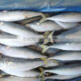 2016 Pacific Brands Quality Newly Processed Mackerel 200-300g