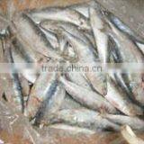 Fresh Frozen Sardine thumbnail-1