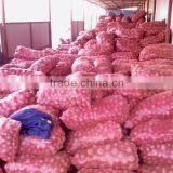 Red Onion ( Fresh ) Available Throughout the Year thumbnail-4