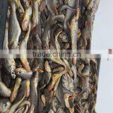 Frozen Seafood Frozen Yellow Croaker, Yellow Croaker Fish Price thumbnail-5