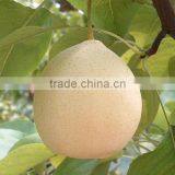 Chinese Fresh ya Pear Packing 72/80/96/112 in 18kg Carton