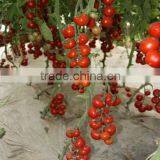 Hybrid High Density Fruits Setting Round Red Cherry Tomato Seeds For Growing-Wonderful thumbnail-1