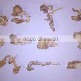 Dry Oyster Mushrooms (Pleurotus Ostreatus) thumbnail-4