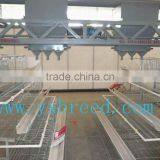 2012 Automatic Poultry Feeder