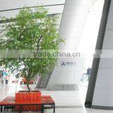 Fake Mini Ornamental Banyan Trees Decorative Artificial Plant