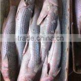 Frozen grey mullet/Mugil cephalus