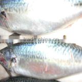 fresh seafood and frozen mackerel fish for sale