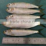 Canned Sardine Fish Frozen Sardine for Canning China Made Fresh Fish thumbnail-4