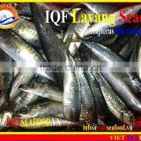 IQF LAYANG SCAD WHOLE ROUND thumbnail-2