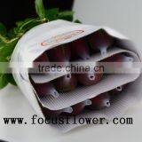 Wholesale Holland Roses Fresh Jasmine Flowers Carola for Wedding Decoration thumbnail-5