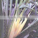 Kewra Absolute Oil thumbnail-1