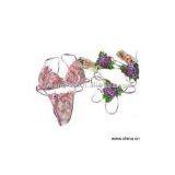 Sell Underwear Set thumbnail-1