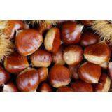 Chestnut thumbnail-1